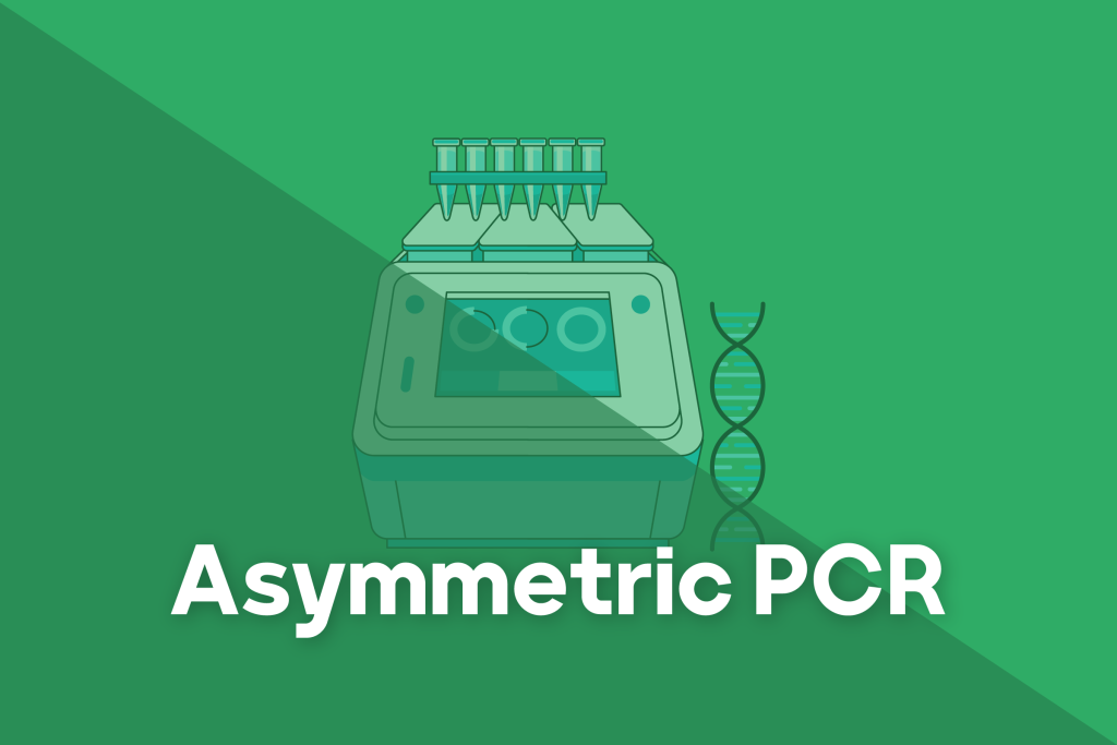 Asymmetric PCR - مهرداد عامری