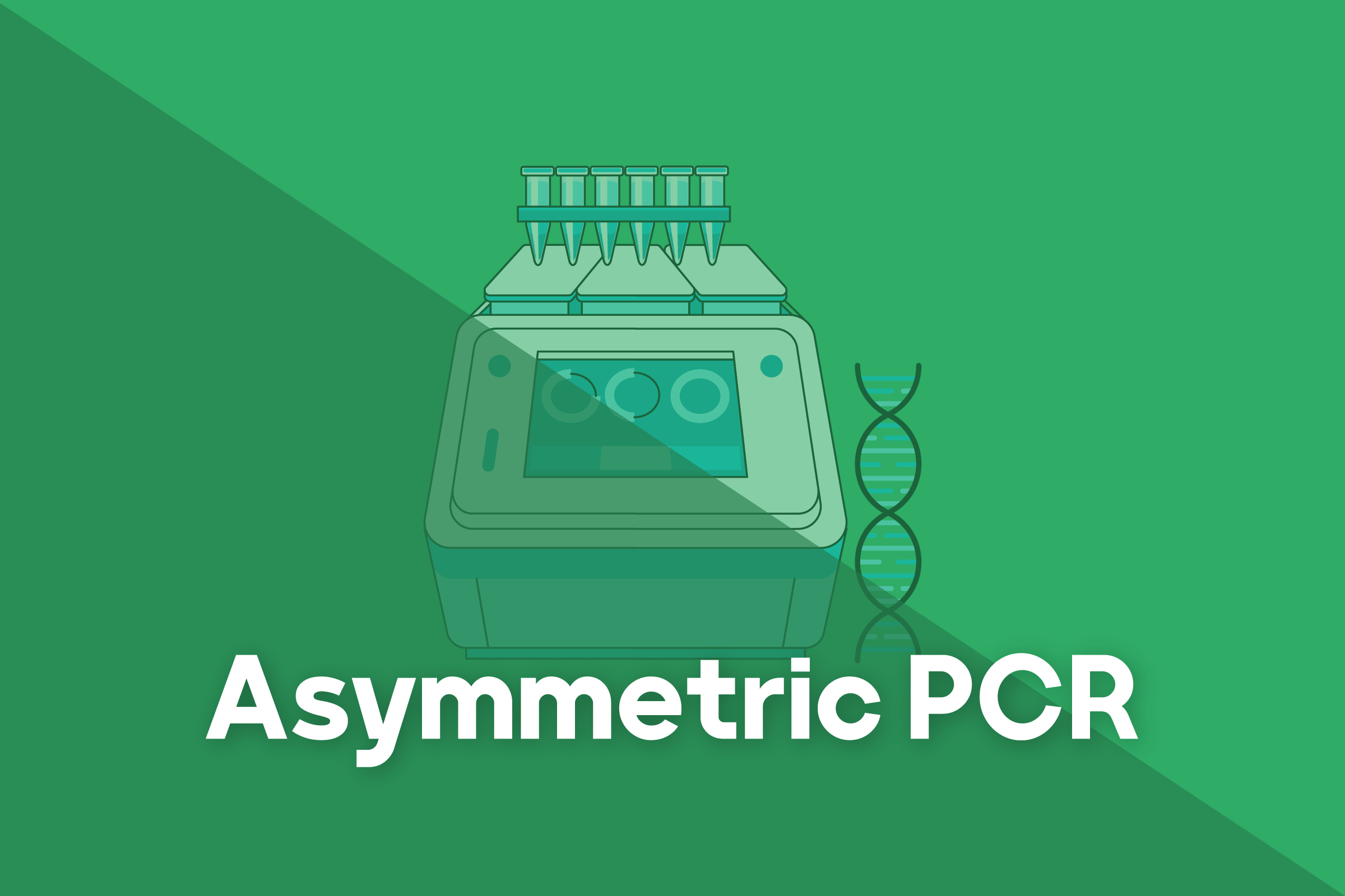 Asymmetric PCR مهرداد عامری پژوهشگر حوزه بیوتکنولوژی